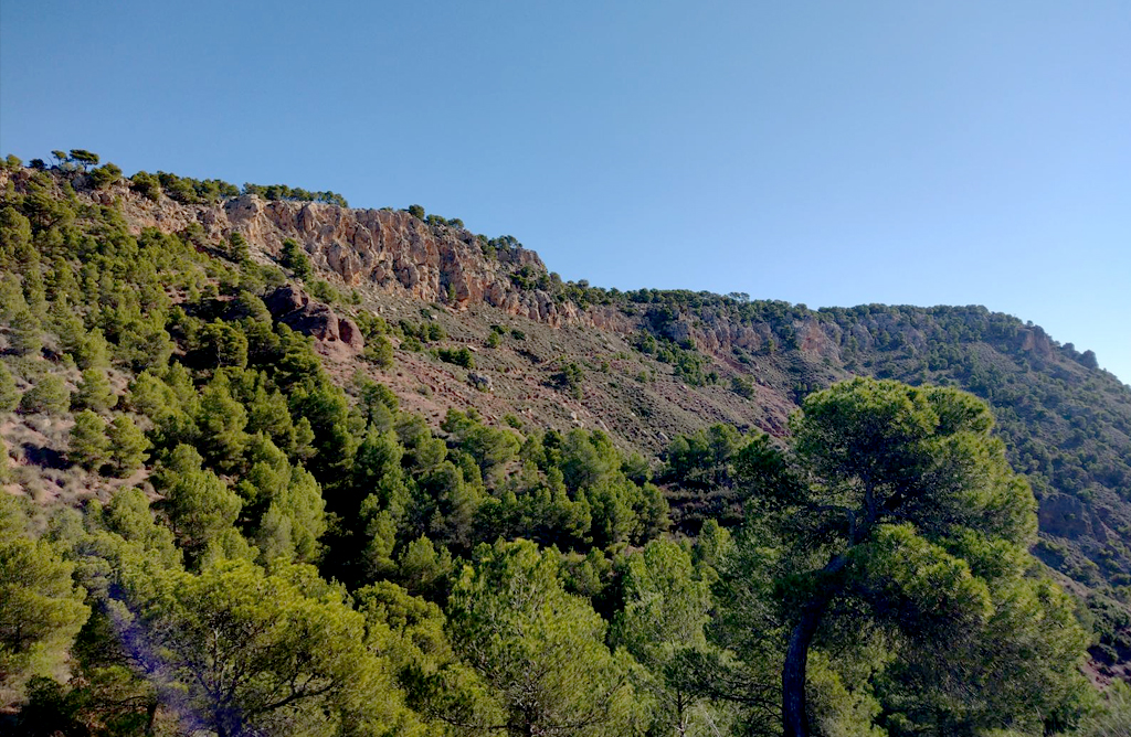 Concluye la planificación de la gestión forestal sostenible de 17.140 hectáreas de los montes públicos de la Región